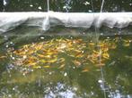 baby koi van 7/10 cm vanaf 2,40 €/stuk., Dieren en Toebehoren, Karper of Koi