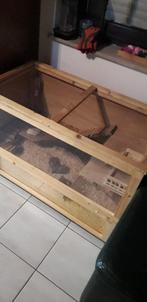 hamster ,kooi en toebehoren, Dieren en Toebehoren, Knaagdieren, Mannelijk, Hamster