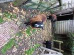 Zwartbles schaap, Dieren en Toebehoren, Schapen, Geiten en Varkens, Vrouwelijk, Schaap, 0 tot 2 jaar