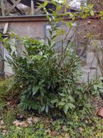 Diverse planten, Ophalen