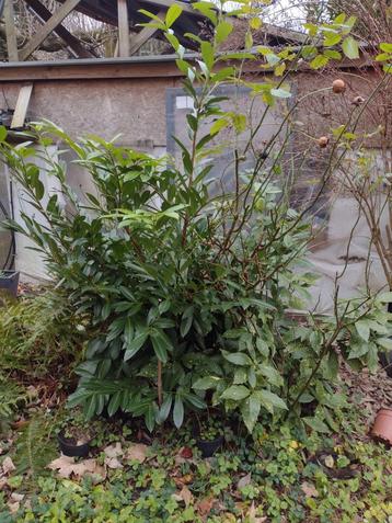 Diverse planten beschikbaar voor biedingen