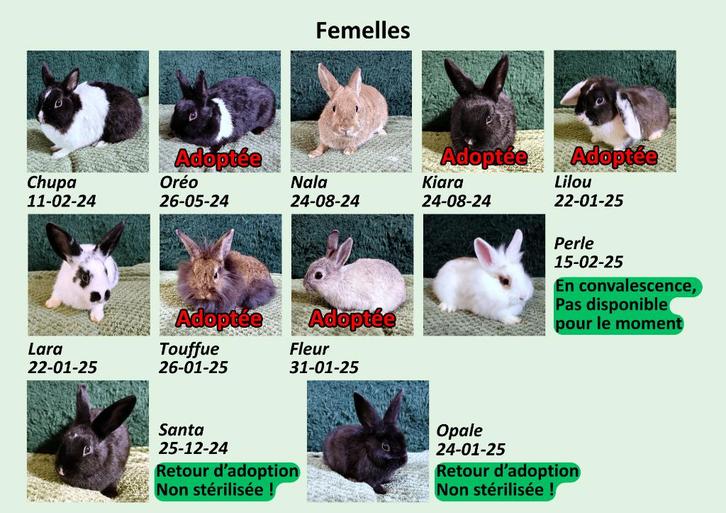 URGENT ! Lapins à l'adoption, Animaux & Accessoires, Rongeurs & Lapins | Accessoires, Autres types, Enlèvement