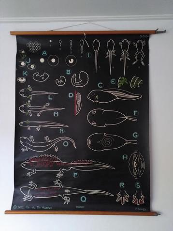 Affiche: alle stadia van de kikker beschikbaar voor biedingen