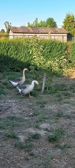 Bruine gans ruilen, Dieren en Toebehoren, Pluimvee