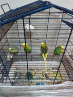 4 vogels te koop met of zonder kooi, vrouwtje en 3 mannetjes, Geslacht onbekend, Parkiet