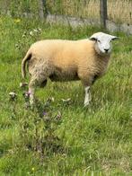 Dek  Rammen, Dieren en Toebehoren, Schapen, Geiten en Varkens