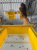 Portegese Harlekijn pop 2025 (7), Dieren en Toebehoren, Vrouwelijk, Kleurkanarie