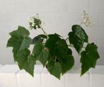 Begonia heracleifolia Cham. & Schltdl. (Kamerplant), Ophalen, Volle zon