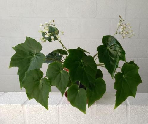 Begonia heracleifolia Cham. & Schltdl. (Kamerplant), Huis en Inrichting, Kamerplanten, Volle zon, Ophalen
