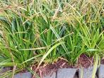25 Carex morrowii, Tuin en Terras, Planten | Tuinplanten, Ophalen, Zomer, Vaste plant, Siergrassen