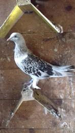Takla duiven, Dieren en Toebehoren, Vogels | Duiven, Geslacht onbekend, Tuimelaar of Roller