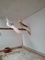 valkparkiet, Dieren en Toebehoren