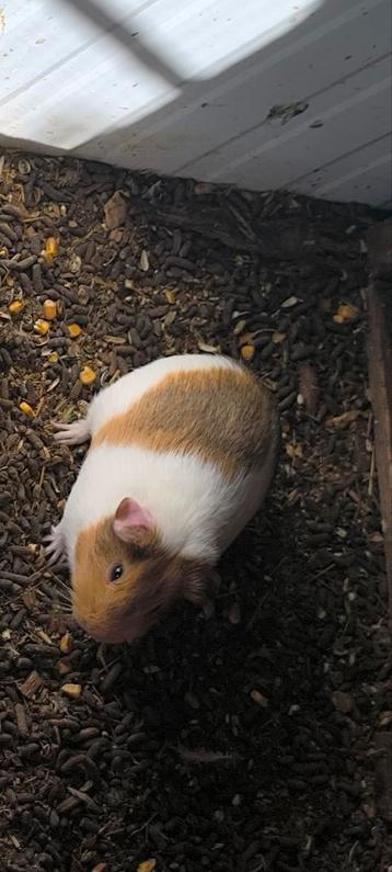 Cavia mannetje  beschikbaar voor biedingen