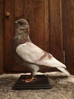 Opgezette duif. Taxidermie. Opgezette dieren. Vogels, Verzamelen, Dierenverzamelingen, Ophalen of Verzenden, Zo goed als nieuw