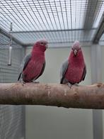 Koppel rosé kaketoes