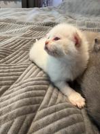 4 kattenkatten te koop, Ophalen