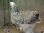 Brahma kippen, Animaux & Accessoires, Volatiles, Plusieurs animaux, Poule ou poulet