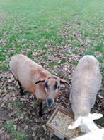 TE KOOP - 2 jonge ooien, Dieren en Toebehoren, Overige Dieren, April, Vrouwelijk