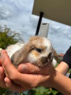 Super lieve Nederlandse dwerg hangoortjes, Dieren en Toebehoren, Konijnen, Dwerg