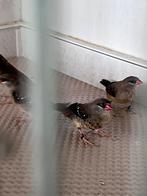 Tijgervinken, Dieren en Toebehoren, Vogels | Overige Vogels, Meerdere dieren, Tropenvogel, Geringd