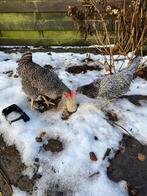 Kippen, Dieren en Toebehoren, Vrouwelijk, Kip