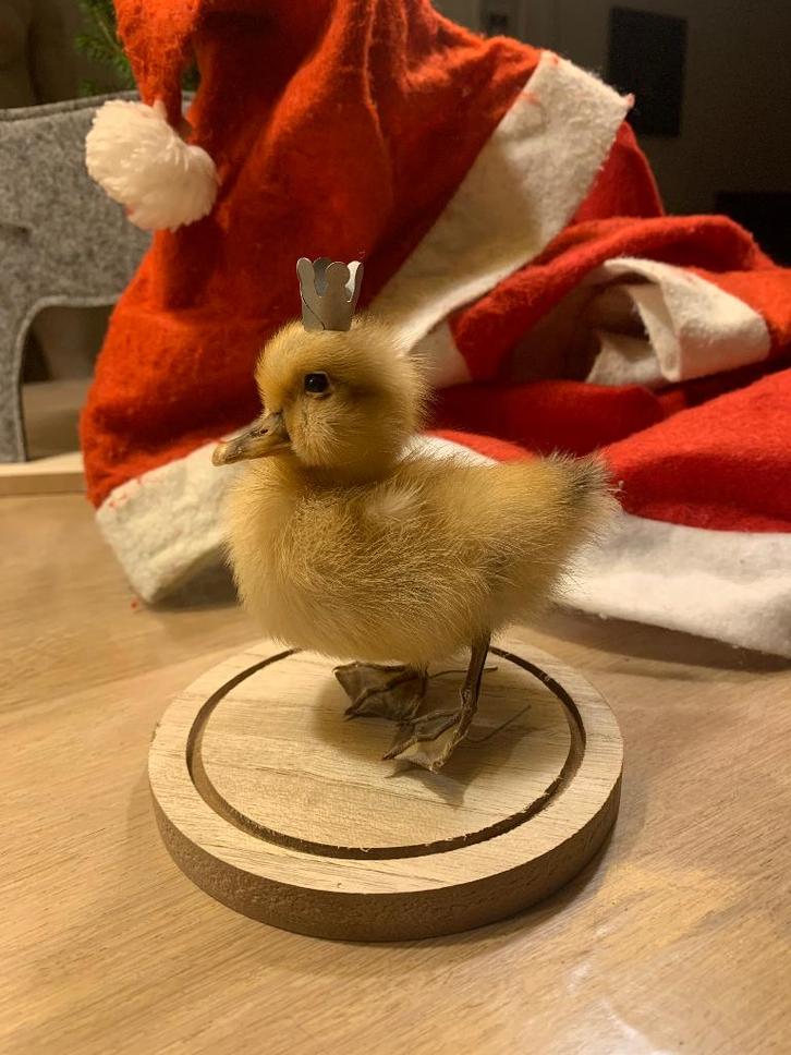 Taxidermie eendenkuikentje onder stolp cadeautip, Collections, Collections Animaux, Neuf, Statue ou Figurine, Animal de ferme