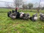 Broedeieren Orpington groot, Dieren en Toebehoren, Pluimvee