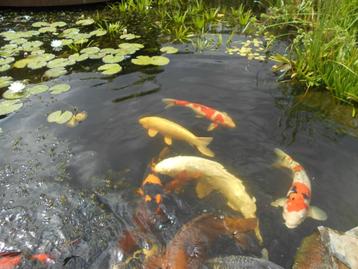 kohaku, sanke koi beschikbaar voor biedingen