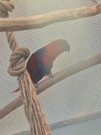 Edelpapegaai, Dieren en Toebehoren, Vogels | Parkieten en Papegaaien, Papegaai