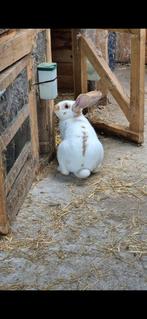 Vlamse ruis rammelaar 8 maanden 30 euro