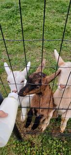 Dwerggeit drieling zusjes, Animaux & Accessoires, Moutons, Chèvres & Cochons, Femelle, Chèvre, 0 à 2 ans