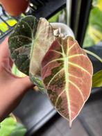 Alocasia Black Velvet Pink knollen, Huis en Inrichting, Kamerplanten, Overige soorten, Minder dan 100 cm, Groene kamerplant, Halfschaduw