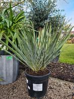 Yucca Filamentosa, Jardin & Terrasse, Plantes | Arbres, Enlèvement