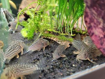 Hobbyaquarium Corydoras Sterbay Zondag 18 Mei 12/17 uur beschikbaar voor biedingen