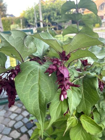 fazantbes, laurier, braambessen- en cassis planten beschikbaar voor biedingen