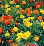 Klassieke Bloemenpracht, Tuin en Terras, Bloembollen en Zaden, Ophalen of Verzenden, Zaad