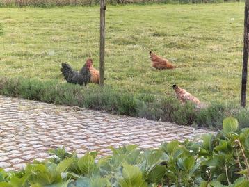 Broedeieren  beschikbaar voor biedingen