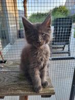 Maine Coon Kitten, Dieren en Toebehoren, Kater, Gechipt, 0 tot 2 jaar