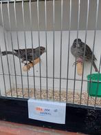 Kanaries, Dieren en Toebehoren