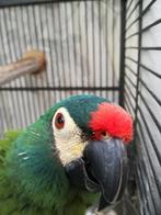 Ara Maracana (man), Dieren en Toebehoren, Vogels | Parkieten en Papegaaien, Mannelijk, Papegaai, Pratend