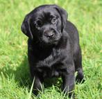 Labrador pups , Zwart, Dieren en Toebehoren, CDV (hondenziekte), Meerdere, 8 tot 15 weken, België