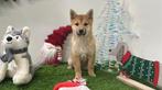 Shiba Inu pups, Dieren en Toebehoren, Honden | Poolhonden, Keeshonden en Oertypen, België, Overige rassen, 8 tot 15 weken, Parvo