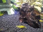 Mooie gele garnalen te verkrijgen, Dieren en Toebehoren, Vissen | Aquariumvissen, Kreeft, Krab of Garnaal, Zoetwatervis