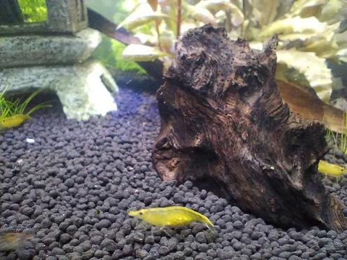 Mooie gele garnalen te verkrijgen, Dieren en Toebehoren, Vissen | Aquariumvissen, Zoetwatervis, Kreeft, Krab of Garnaal