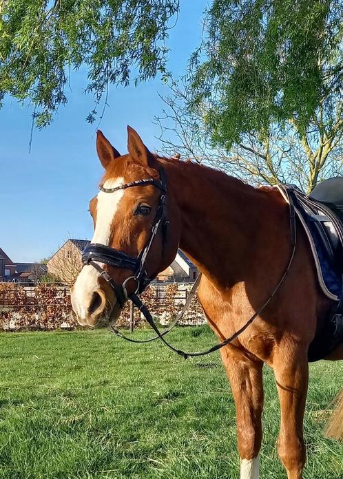 D-pony - knappe voskleurige ruin, Dieren en Toebehoren, Pony's, Ruin, M, D pony (1.37m tot 1.48m), 11 jaar of ouder, Met stamboom