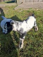 Dwerggeitje, Animaux & Accessoires, Moutons, Chèvres & Cochons, Mâle, Chèvre, 0 à 2 ans