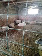 Quessant schaapjes, Dieren en Toebehoren, Schapen, Geiten en Varkens