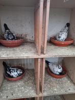 Pietrain postduif, Dieren en Toebehoren, Meerdere dieren, Postduif