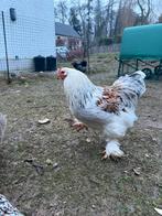 Coq brahma Isabelle & Feu à troquer !, Mâle, Poule ou poulet