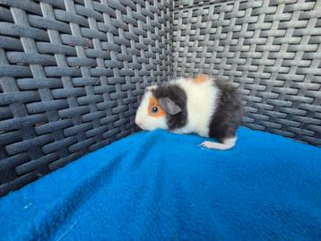 Lief US teddy cavia zeugje
 beschikbaar voor biedingen
